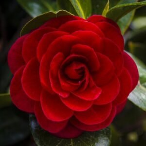 Begonia (Wax)