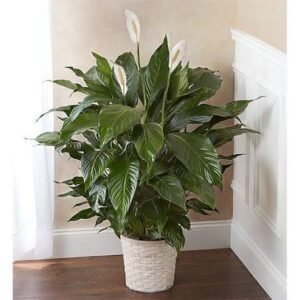 Rubber Tree Plant