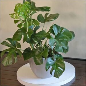 Monstera Deliciosa