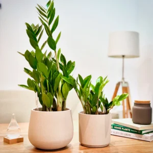 Dracaena Marginata
